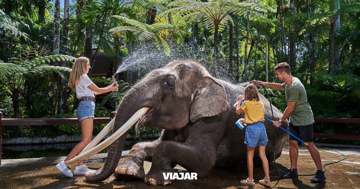 Indonesia prohibió los paseos en elefante en zoológicos y centros de conservación